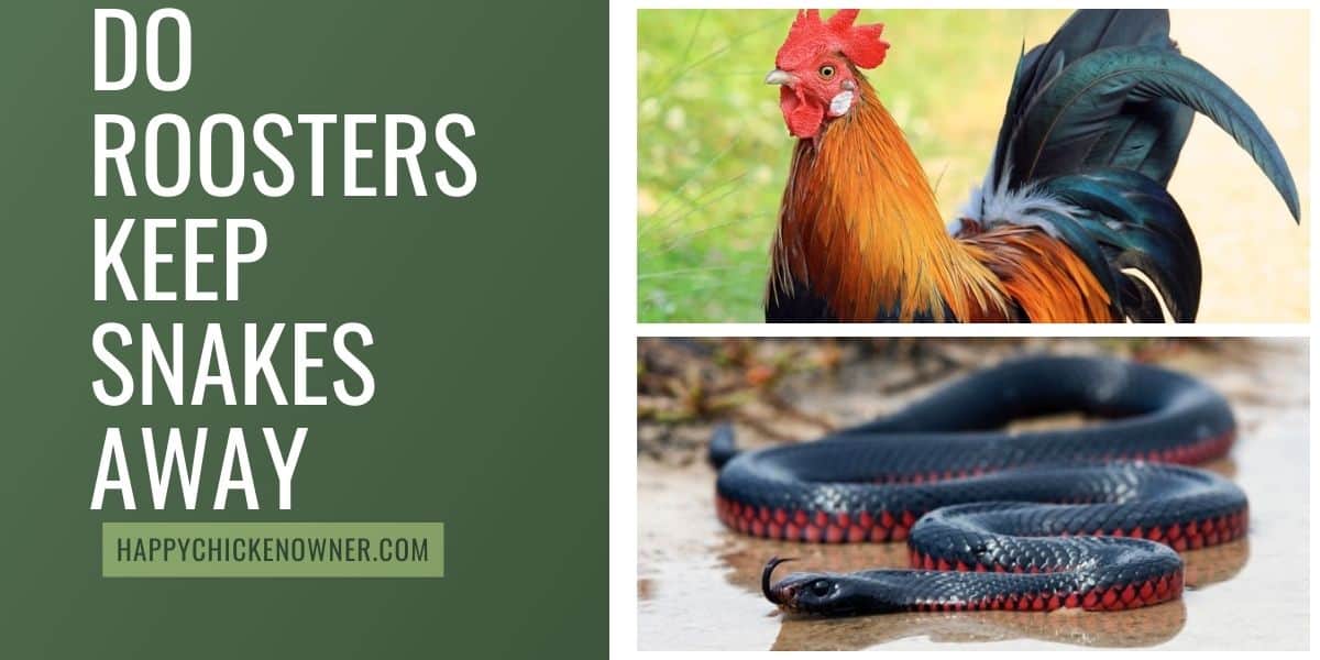 Do Roosters Keep Snakes Away