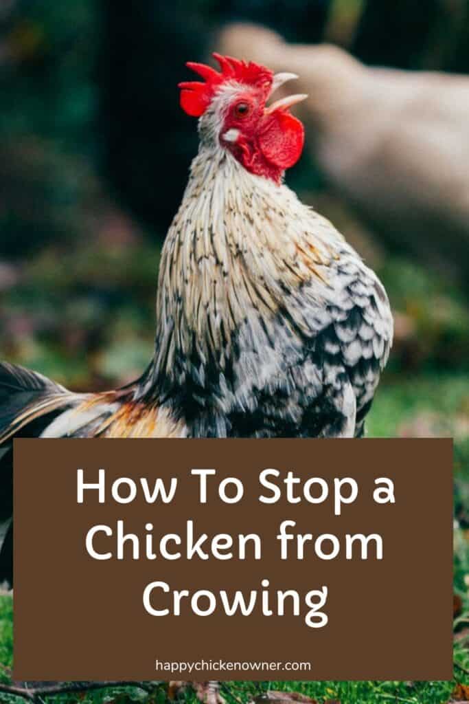 How To Stop a Chicken from Crowing