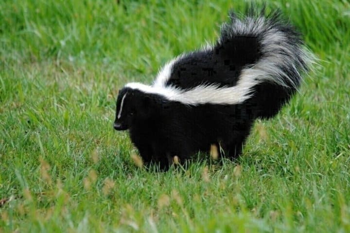 Skunk in green grass with raised tail.
