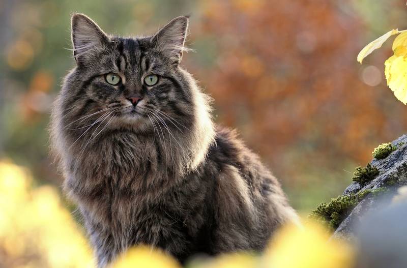  Norwegian Forest Cat