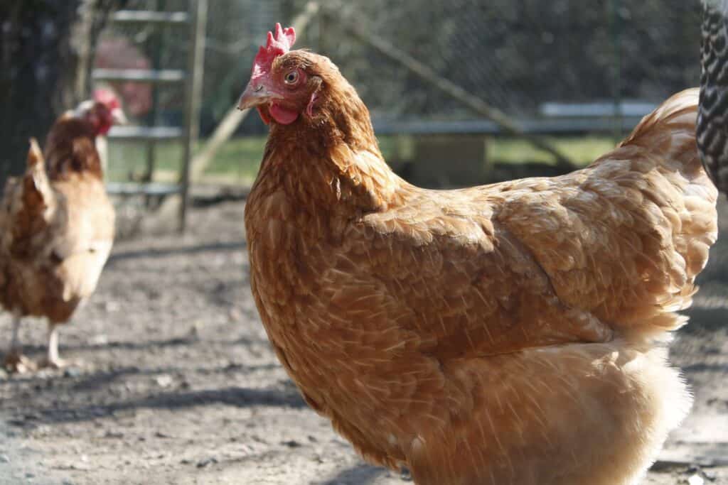 Brown hen in a pen with another in the background.