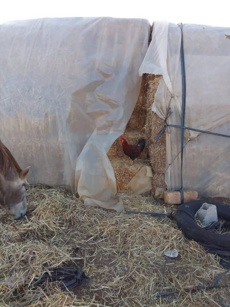 Chicken peeking out from torn plastic on a hay-covered ground.
