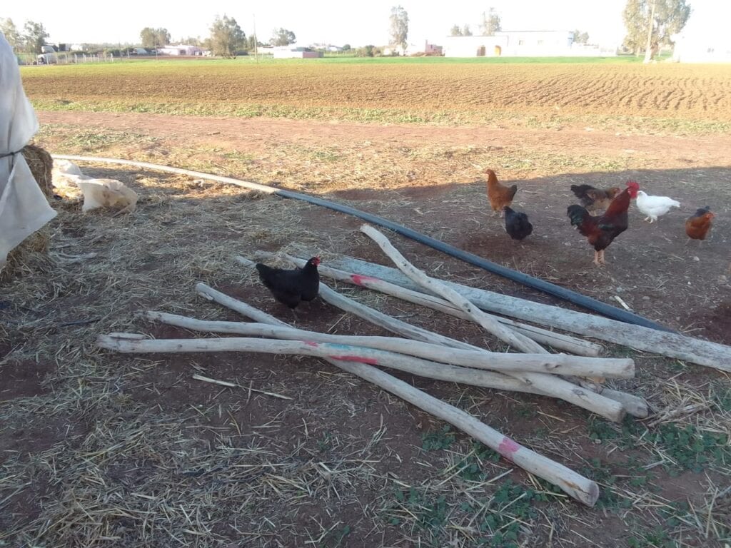 Chickens roam near wooden sticks on a rural farm with buildings afar.
