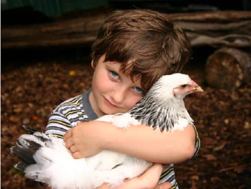 A young child with blue eyes hugging a black and white chicken outdoors.