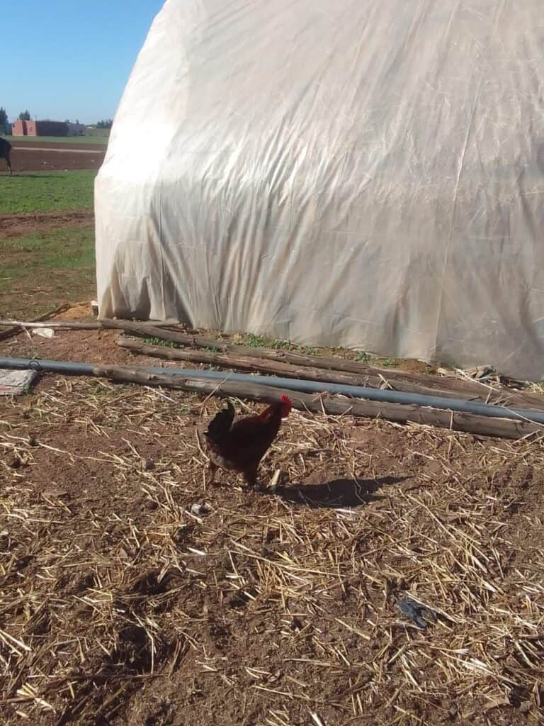 Chicken standing by a plastic-covered structure on a farm.