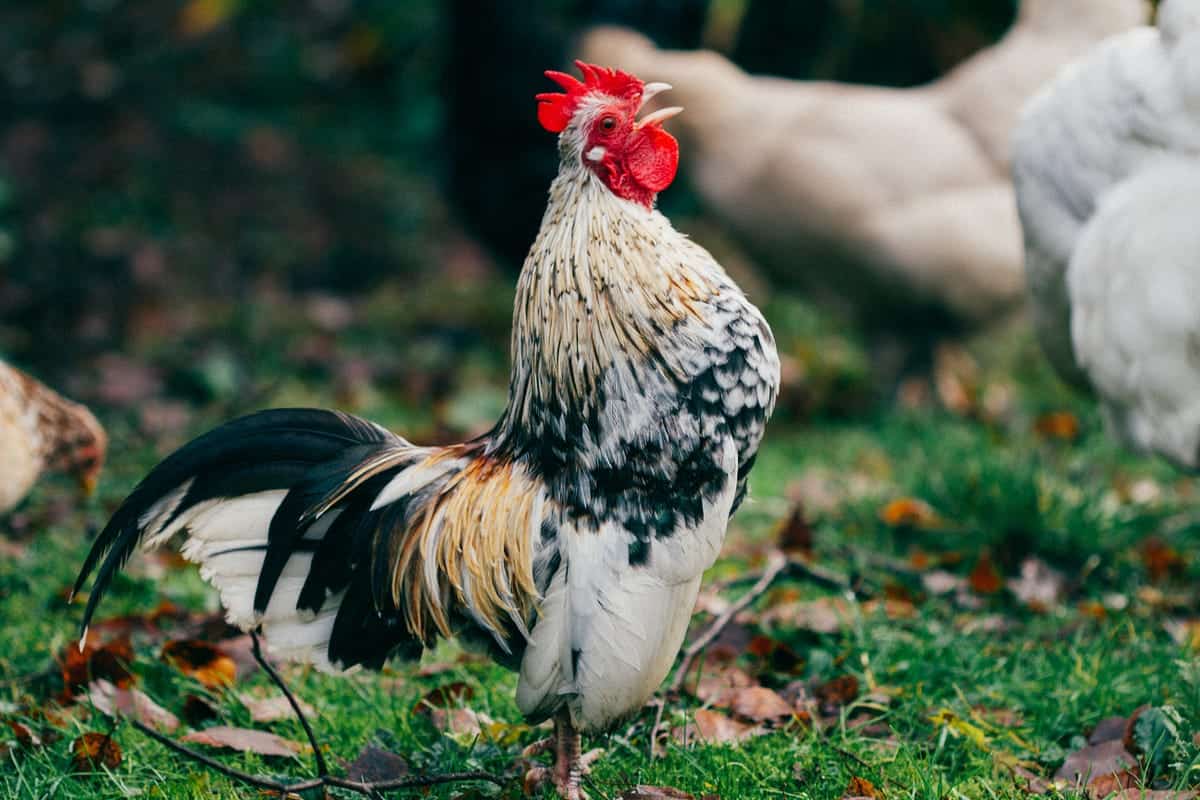 Colorful rooster standing on grass with other chickens.