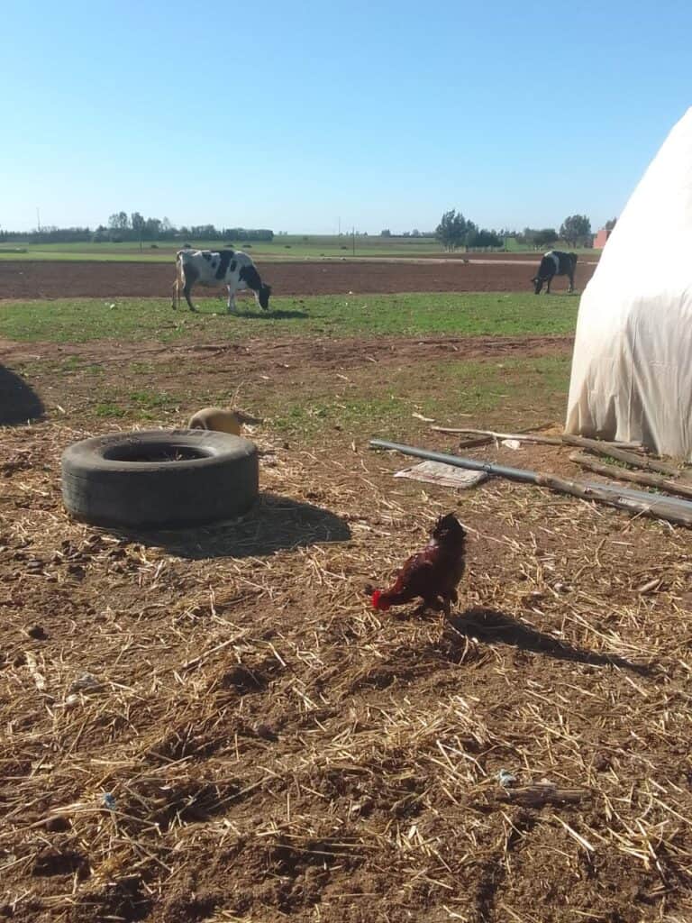 A lone chicken forages near a tire with cows in the background.