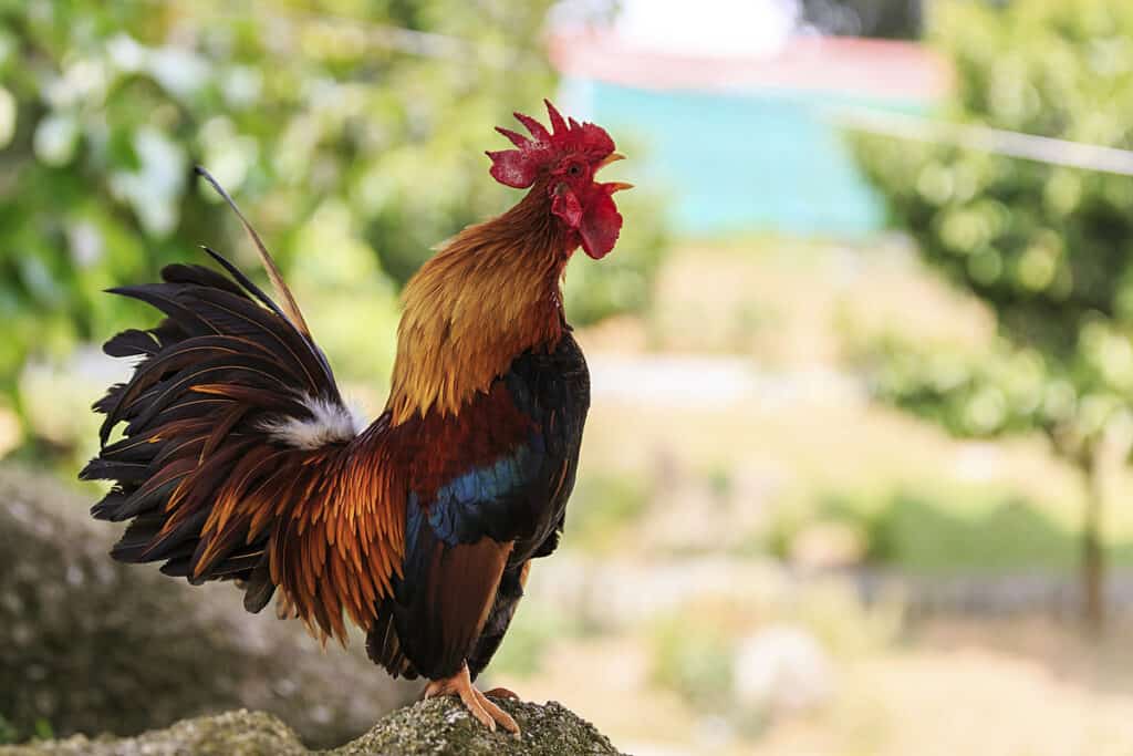 Rooster perched on a rock with greenery in the background.

