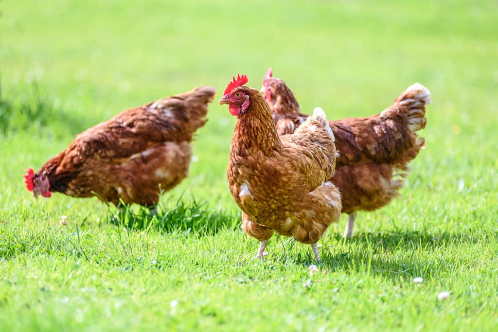 Three brown hens pecking on a lush green lawn.