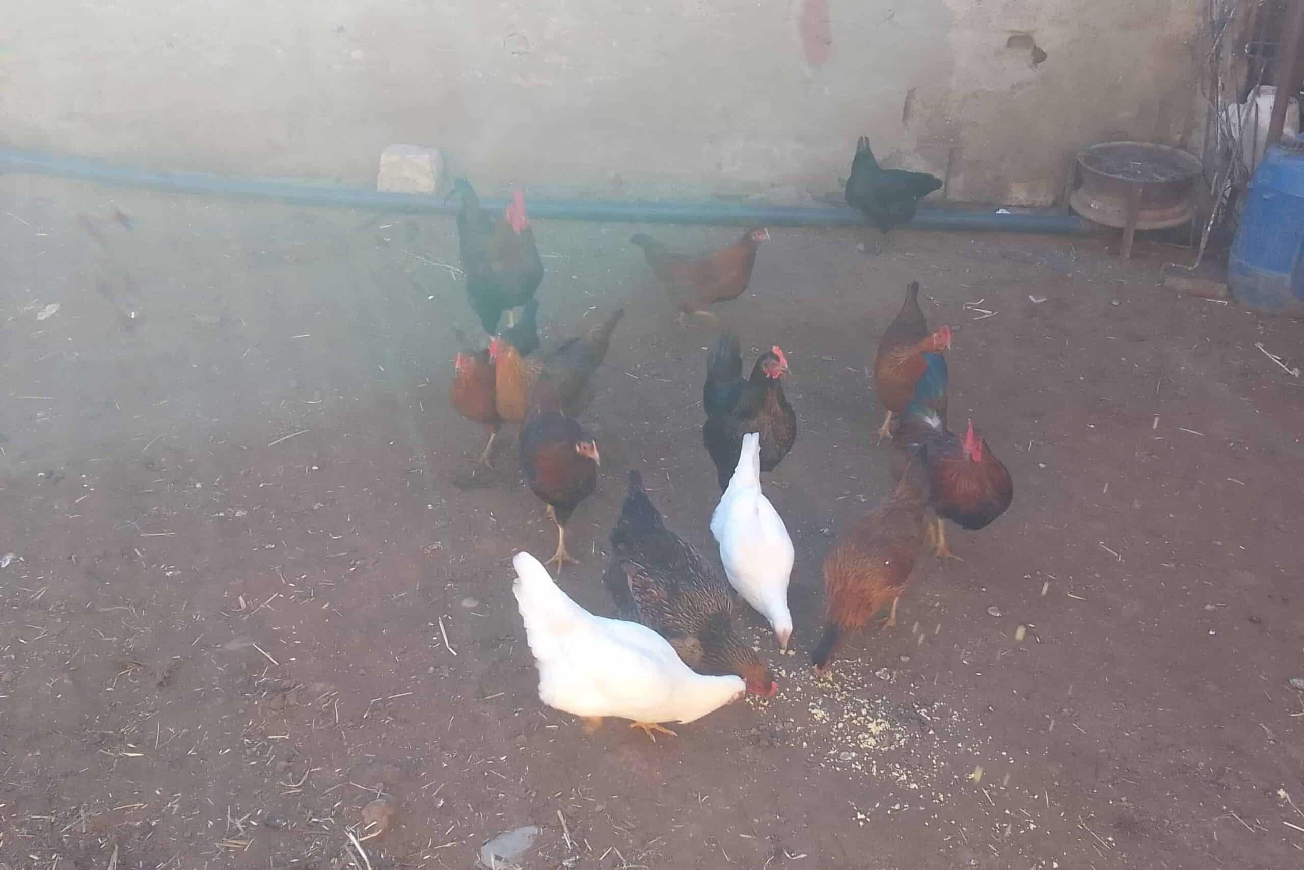 a group of chickens pecking at food