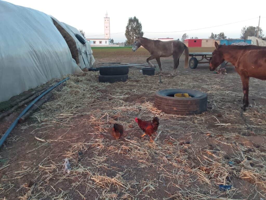 Chickens on a farm with horses and a building in the distance.
