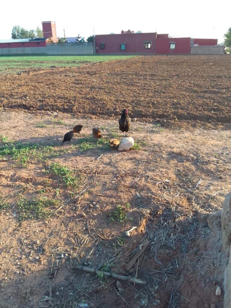 Chickens near a stone wall on farmland.
