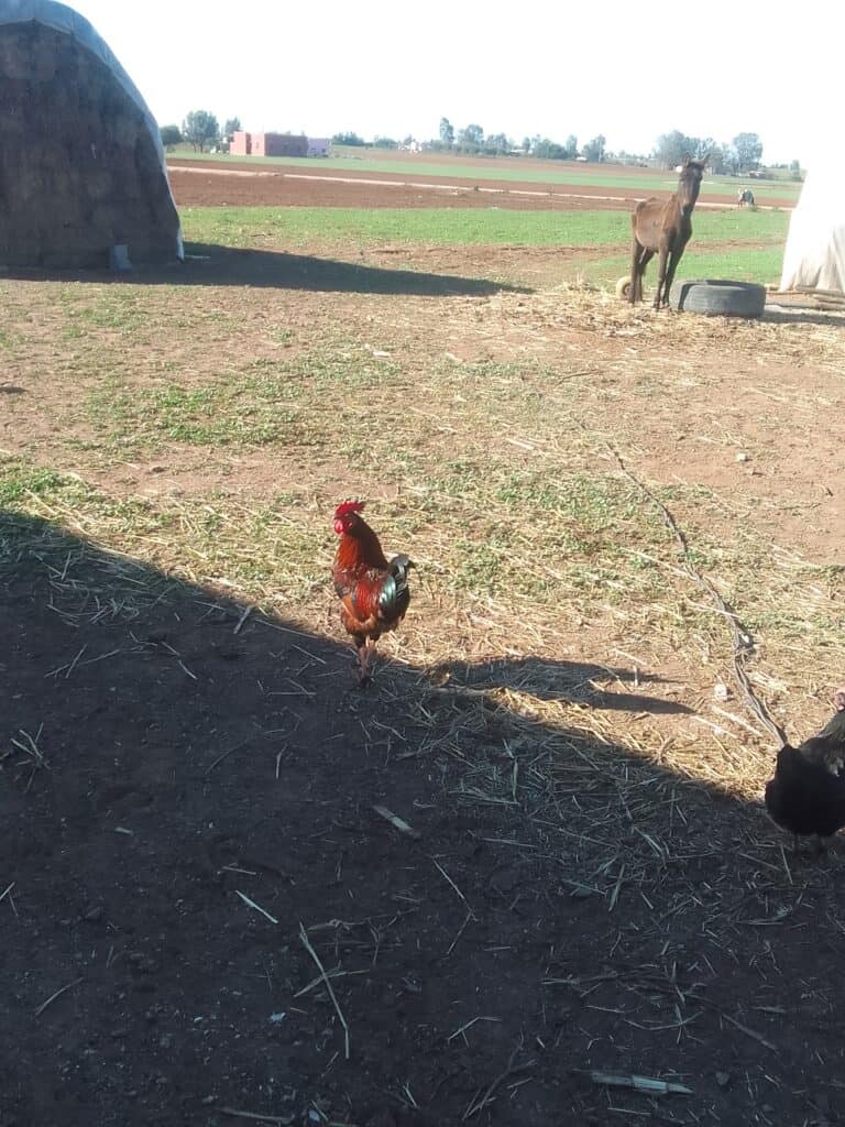 A rooster stands in a farmyard, with a haystack and a donkey in the background.
