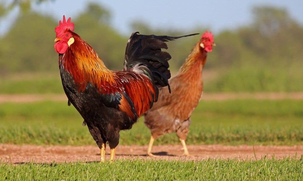 A rooster and hen walking on grass.