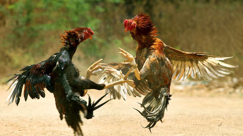Two roosters fighting, feathers in the air.
