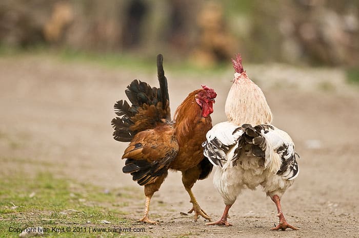 Two roosters facing off on a dirt ground.
