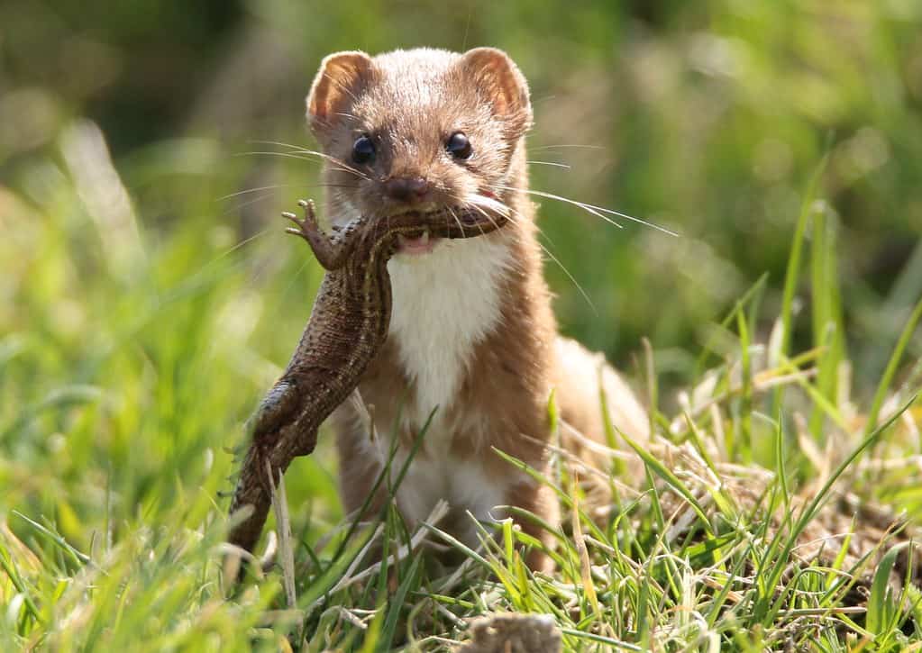 A weasel holds a lizard in its mouth on a sunny grass field.