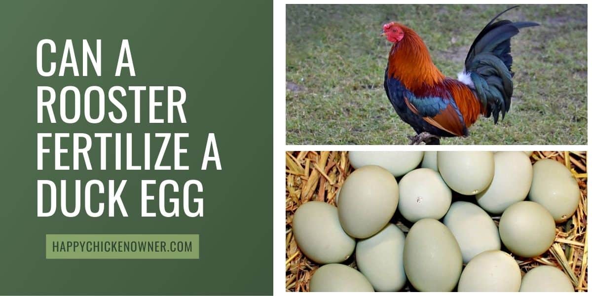 Can A Rooster Fertilize a Duck Egg