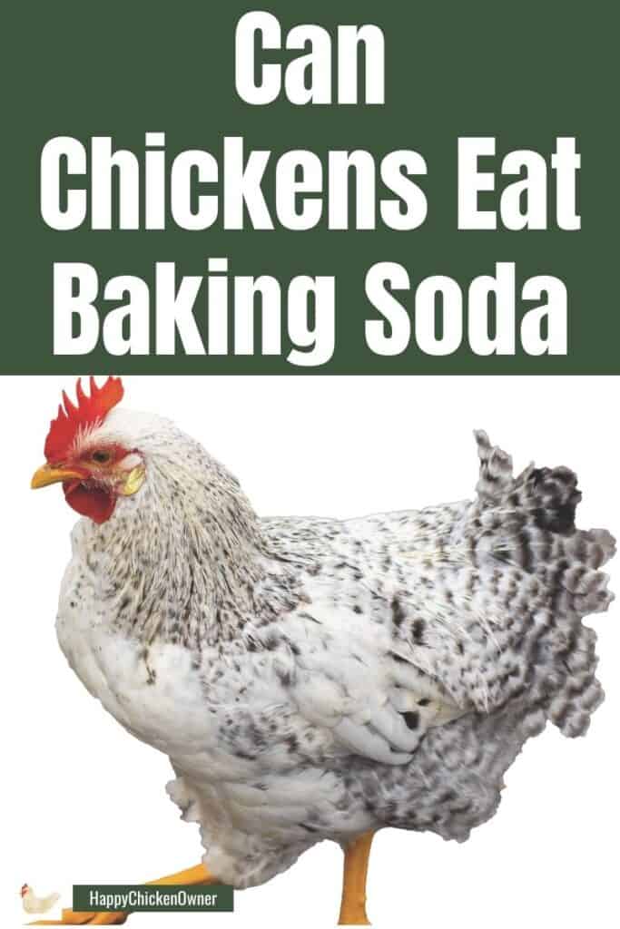 Can Chickens Eat Baking Soda