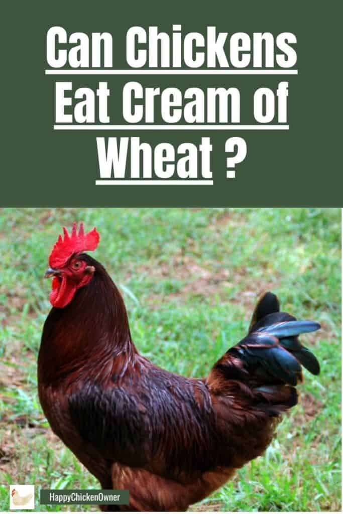 Can Chickens Eat Cream of Wheat 