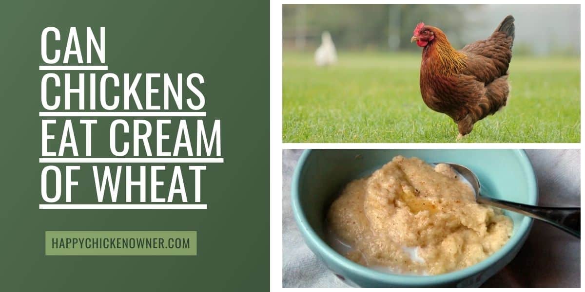 Can Chickens Eat Cream of Wheat