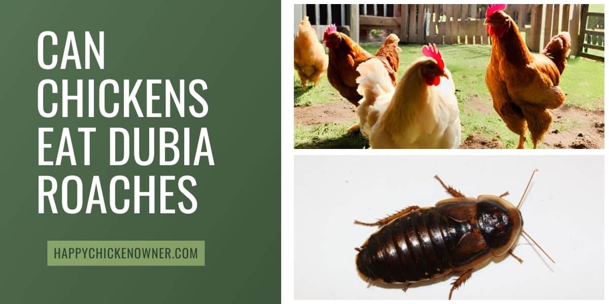Can Chickens Eat Dubia Roaches