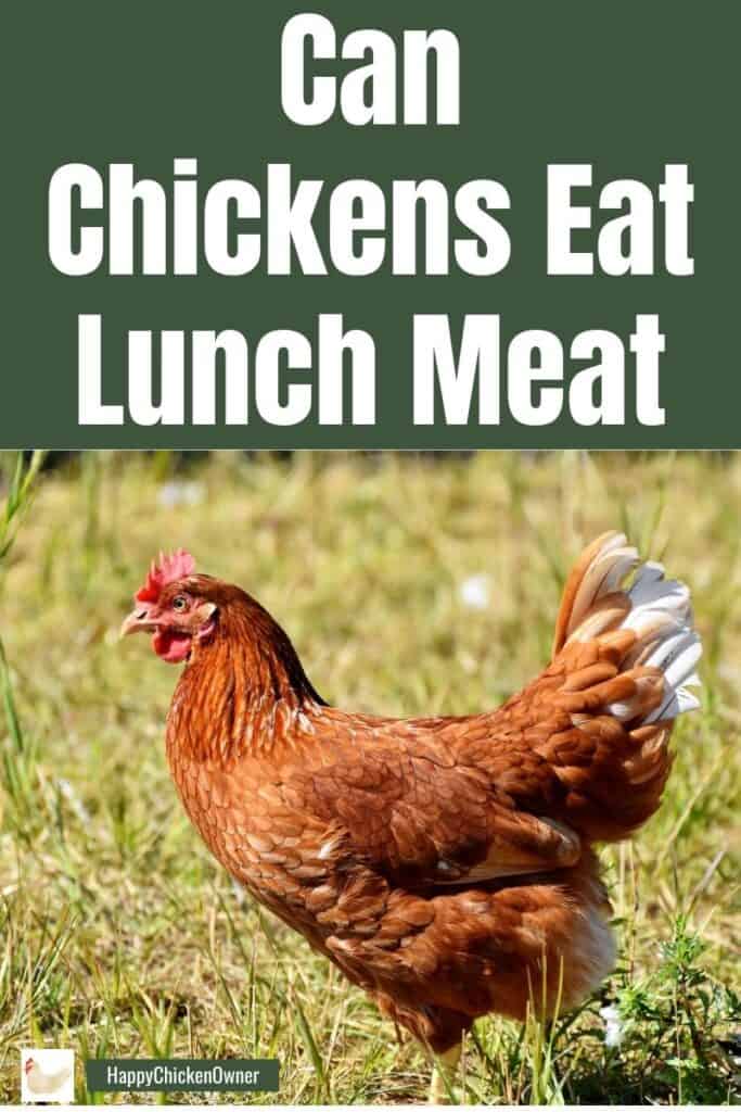 Can Chickens Eat Lunch Meat