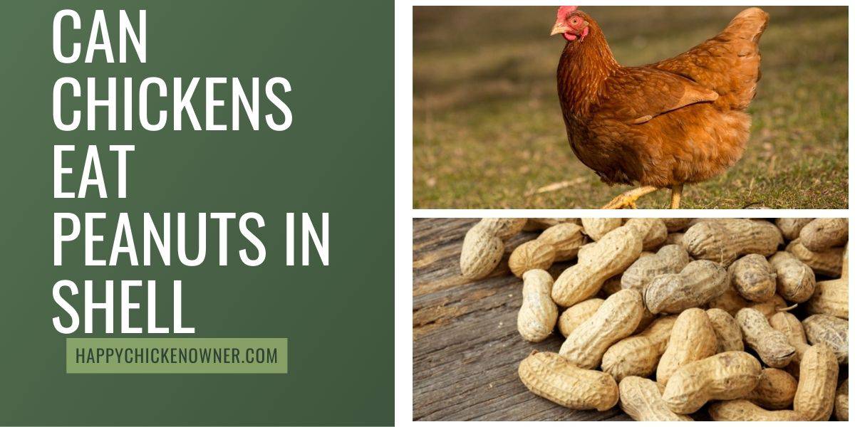 Can Chickens Eat Peanuts in Shell