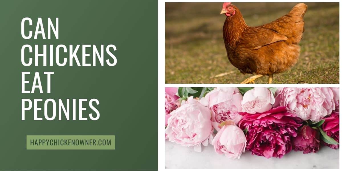 Can Chickens Eat Peonies