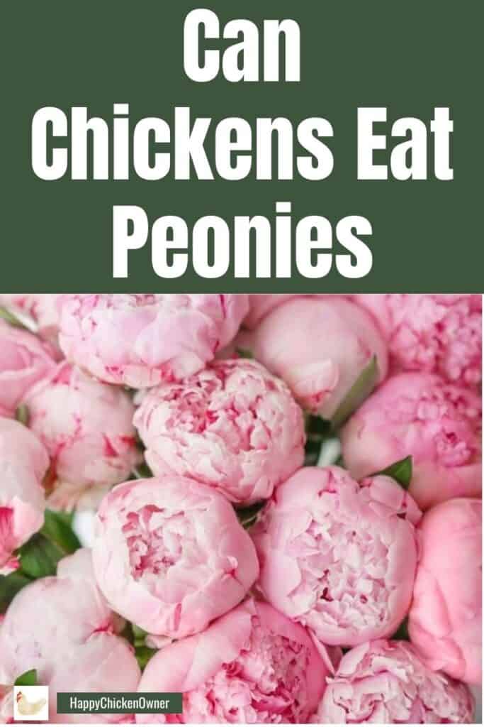 Can Chickens Eat Peonies