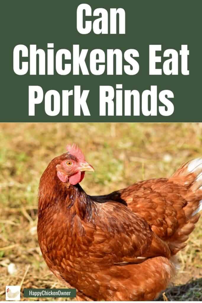 Can Chickens Eat Pork Rinds