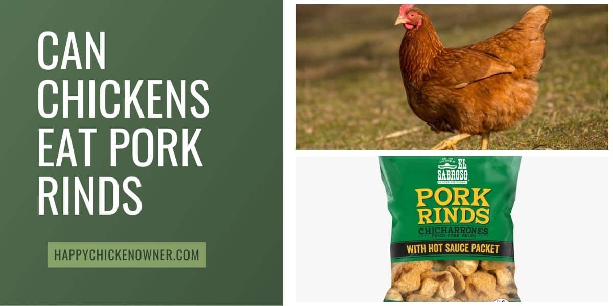 Can Chickens Eat Pork Rinds