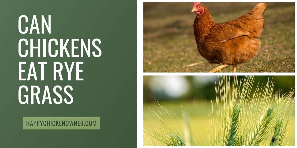 Can Chickens Eat Rye Grass