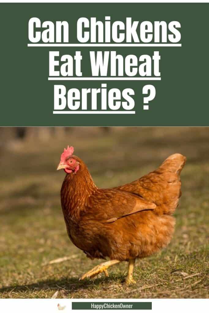 Can Chickens Eat Wheat Berries