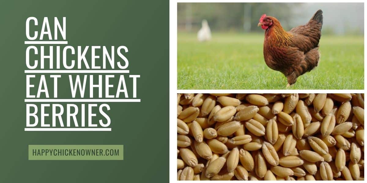 Can Chickens Eat Wheat Berries