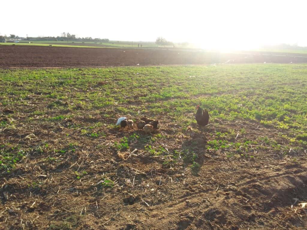 chickens foraging in a field during the golden hour, when the sunlight is soft and warm.