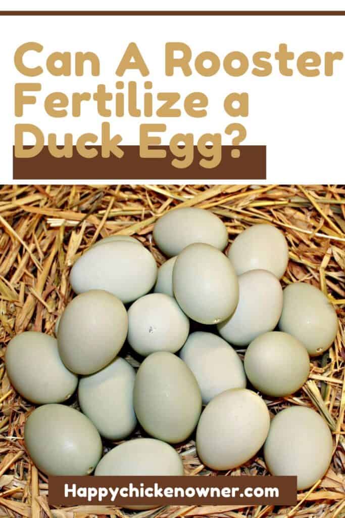 Can A Rooster Fertilize a Duck Egg