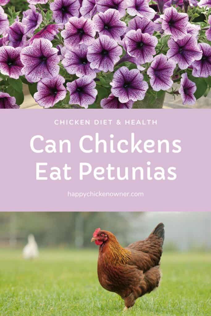 Can Chickens Eat Petunias