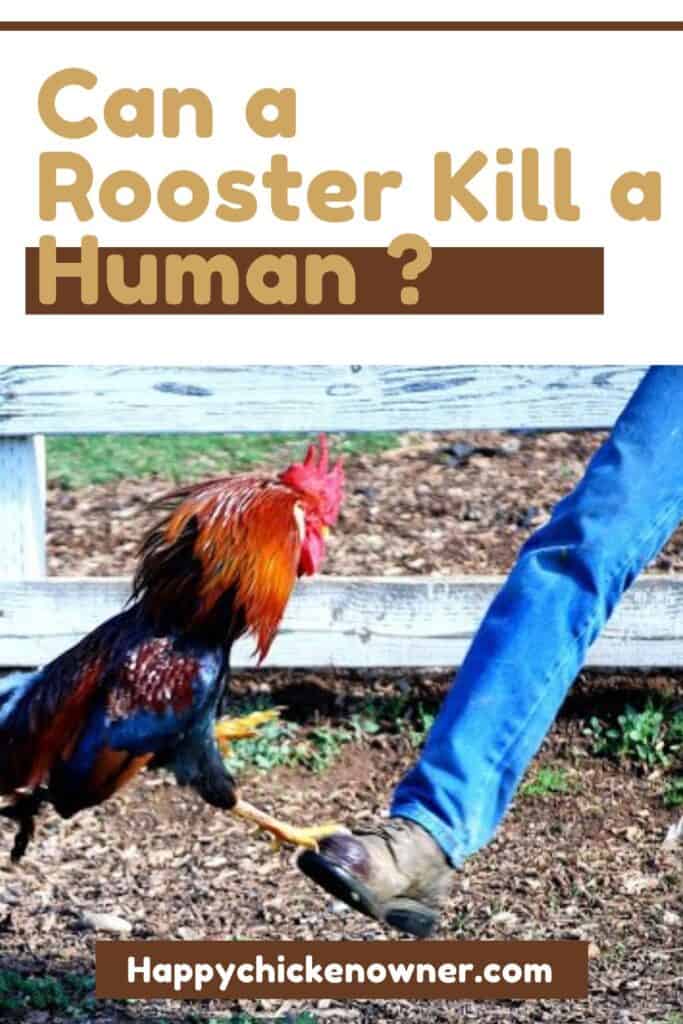 Can a Rooster Kill a Human 