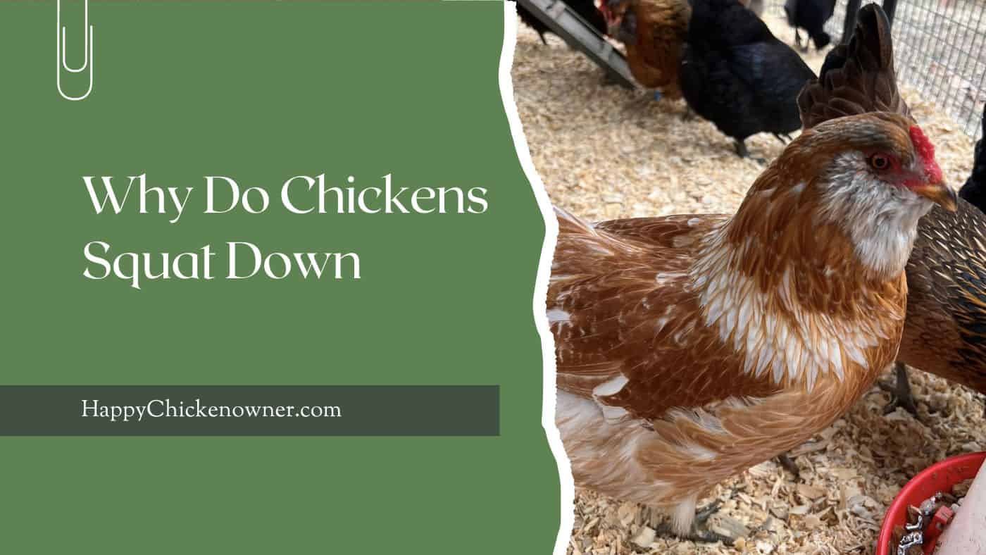 Why Do Chickens Squat Down